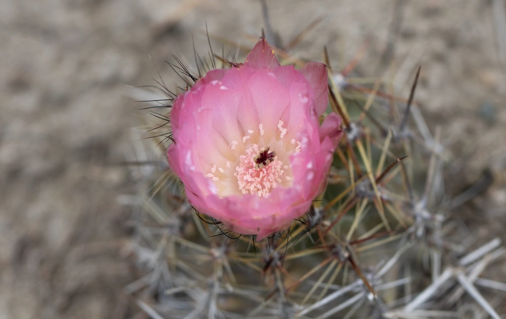 Austrocactus aonikenkensis