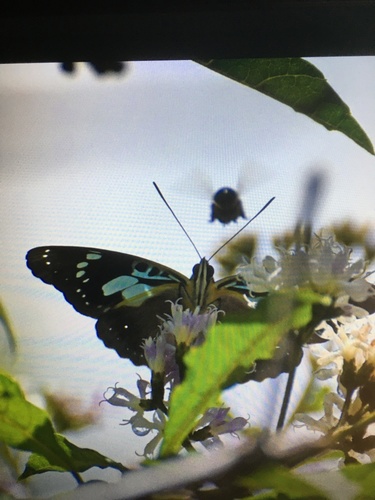 Pseudacraea imerina