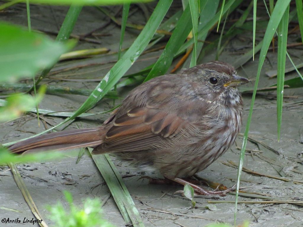 Kenai Song Sparrow
