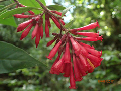 Cestrum elegans