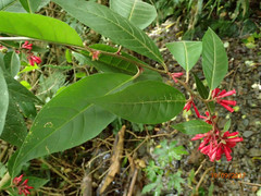 Cestrum elegans