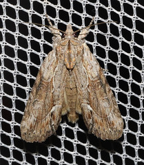 Bryophila raptricula