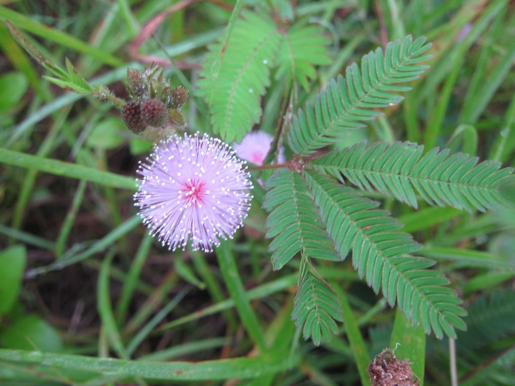 미모사 from San Sali, Wiang Pa Pao District, Chiang Rai 57170... at 07:31 오전 by belvedere04 · iNaturalist 미모사 (Mimosa pudica)
