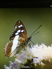 Limenitidini