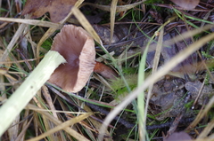 Lactarius hepaticus