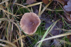 Lactarius hepaticus