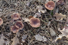 Lactarius hepaticus