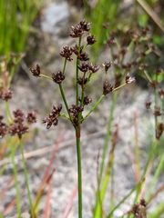 Juncus planifolius