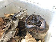 Bothrocophias microphthalmus