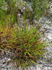 Juncus planifolius