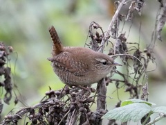 Troglodytes troglodytes