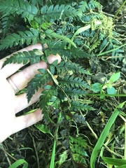 Polystichum neozelandicum