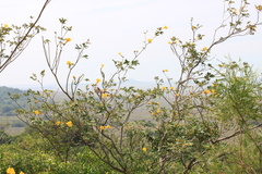 Handroanthus pulcherrimus