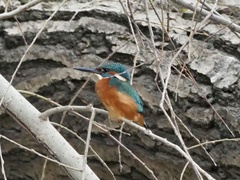 Alcedo atthis