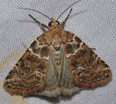 Bryophila microglossa