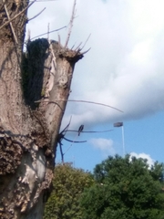 Phoenicurus ochruros