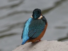 Alcedo atthis
