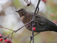 Turdus merula