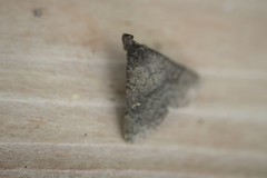 Hypenula cacuminalis