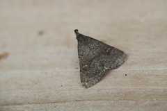 Hypenula cacuminalis