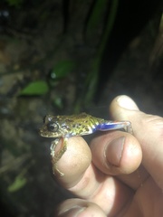 Pristimantis katoptroides