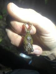 Pristimantis katoptroides