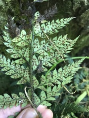 Polystichum neozelandicum