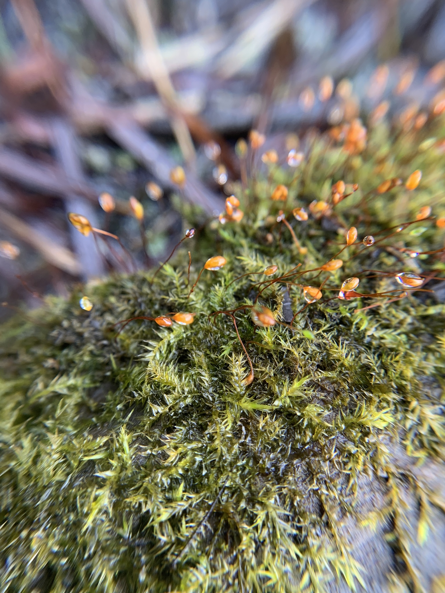 Leptodictyum riparium