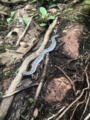 Bothrocophias microphthalmus