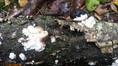 Antrodiella pallescens