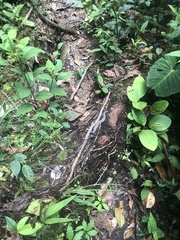 Bothrocophias microphthalmus