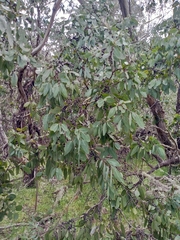 Eucalyptus neglecta