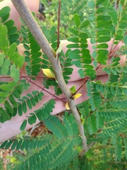 Lysiloma latisiliquum