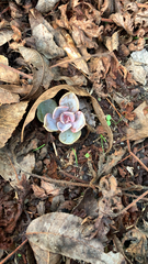 Echeveria gibbiflora × potosina
