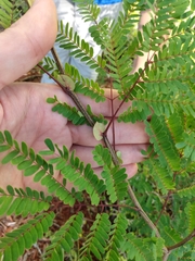Lysiloma latisiliquum