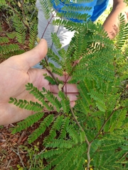 Lysiloma latisiliquum