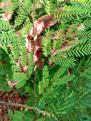 Lysiloma latisiliquum