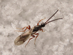Exallonyx