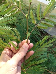 Lysiloma latisiliquum