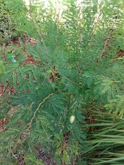 Lysiloma latisiliquum