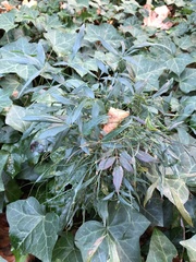 Cucumber mosaic virus