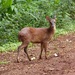 Lesser Brocket - Photo (c) Carlos Schmidtutz, some rights reserved (CC BY-NC), uploaded by Carlos Schmidtutz