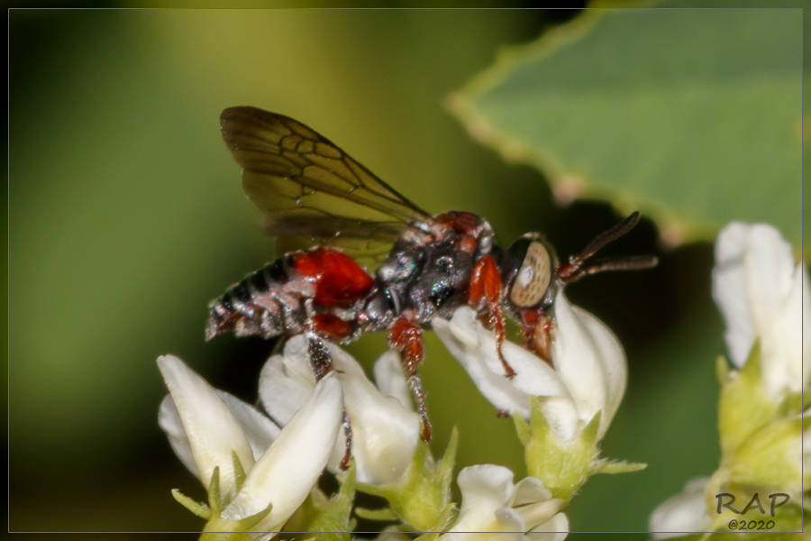 Brachynomada