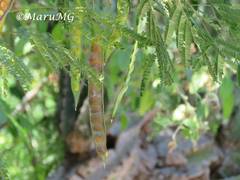 Mariosousa mammifera