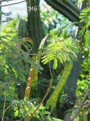 Mariosousa mammifera