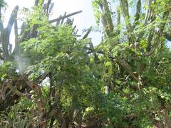 Mariosousa mammifera