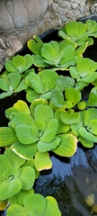 Pistia