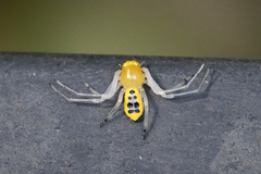 Poecilothomisus speciosus