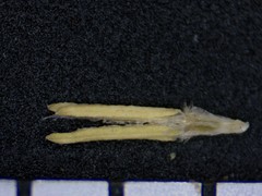 Festuca occidentalis