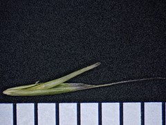 Festuca occidentalis